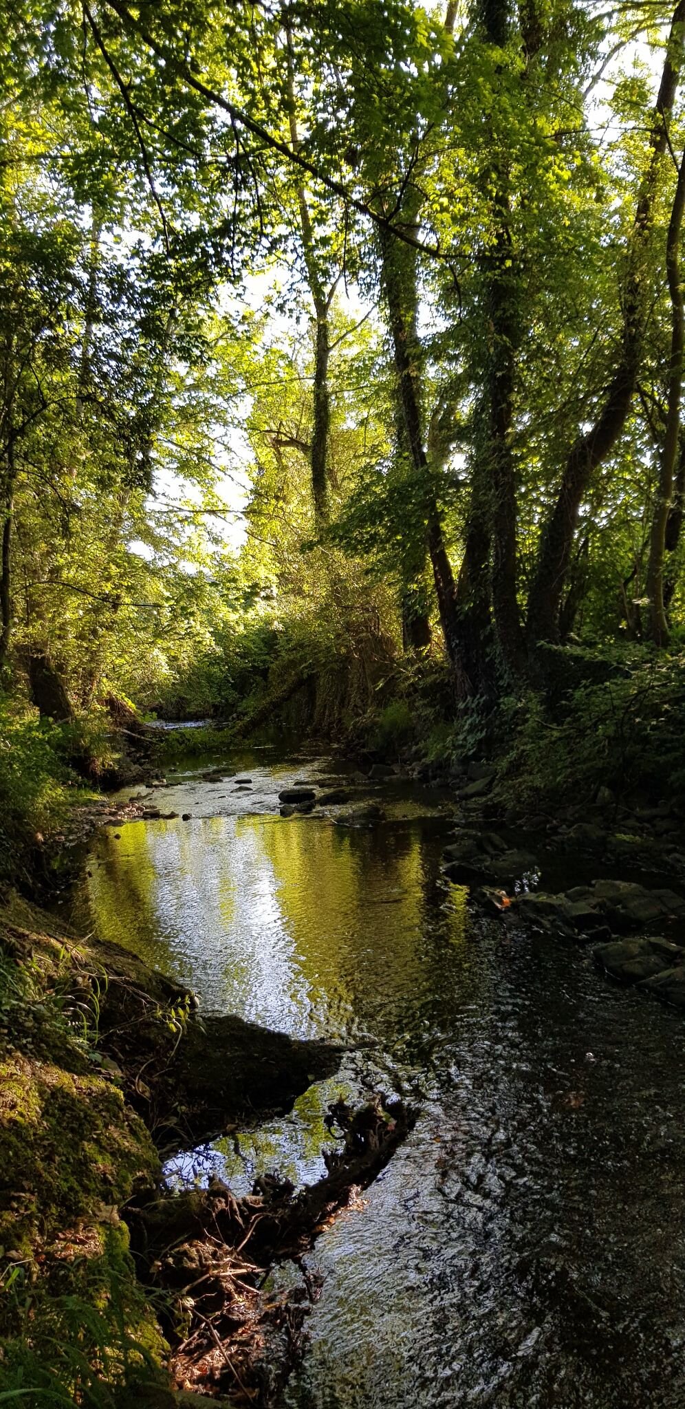 The stream at the bottom of the garden, autumn light through the trees